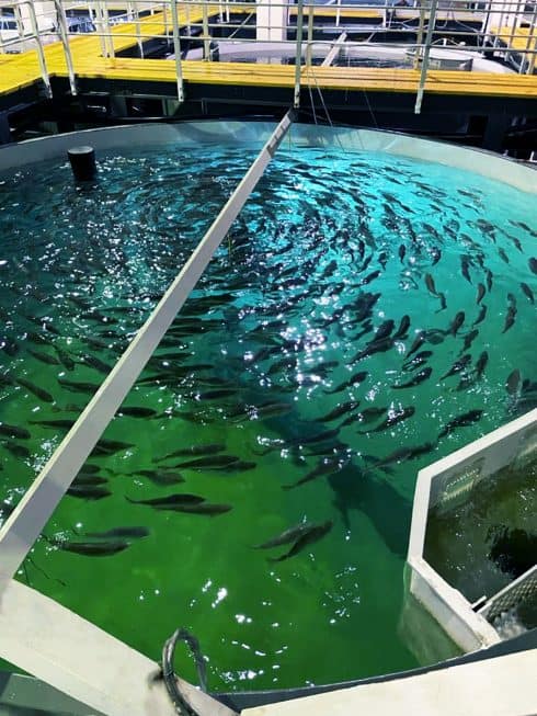 Recirculating Aquaculture Systems Fish Farm